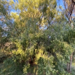 Geijera parviflora at Gunderbooka, NSW - 25 Jun 2024