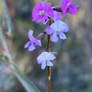 Glycine canescens at Gunderbooka, NSW - 25 Jun 2024