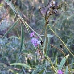 Glycine canescens at Gunderbooka, NSW - 25 Jun 2024