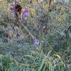 Glycine canescens at Gunderbooka, NSW - 25 Jun 2024