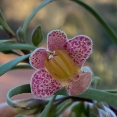 Eremophila longifolia (Weeping Emubush) at Gunderbooka, NSW - 25 Jun 2024 by Tapirlord