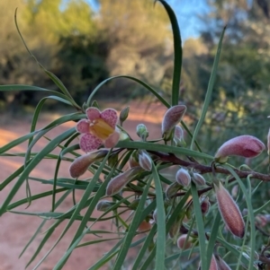 Eremophila longifolia at Gunderbooka, NSW - 25 Jun 2024 04:22 PM