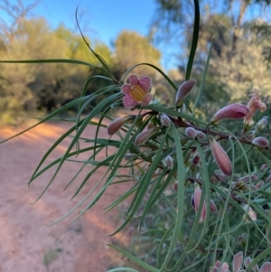 Eremophila longifolia at Gunderbooka, NSW - 25 Jun 2024 04:22 PM