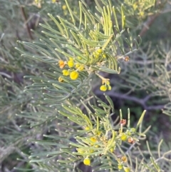 Senna artemisioides subsp. x artemisioides (Silver Cassia) at Gunderbooka, NSW - 25 Jun 2024 by Tapirlord