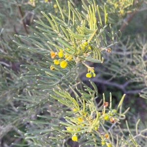 Senna artemisioides subsp. x artemisioides at Gunderbooka, NSW - 25 Jun 2024