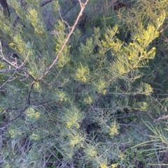 Senna artemisioides subsp. x artemisioides at Gunderbooka, NSW - 25 Jun 2024 04:22 PM