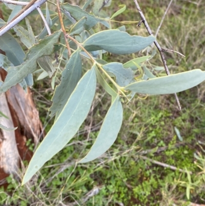 Santalum lanceolatum (Northern Sandalwood) at Gunderbooka, NSW - 25 Jun 2024 by Tapirlord