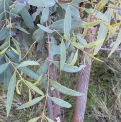 Santalum lanceolatum at Gunderbooka, NSW - 25 Jun 2024