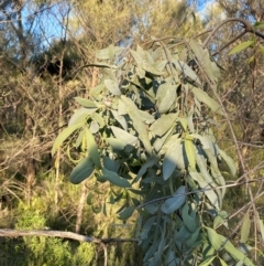 Santalum lanceolatum at Gunderbooka, NSW - 25 Jun 2024