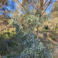 Santalum lanceolatum at Gunderbooka, NSW - 25 Jun 2024