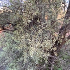 Amyema maidenii subsp. maidenii (Pale-leaved Mistletoe) at Gunderbooka, NSW - 25 Jun 2024 by Tapirlord