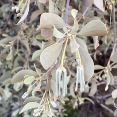 Amyema maidenii subsp. maidenii at Gunderbooka, NSW - 25 Jun 2024