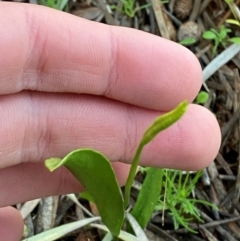 Ophioglossum lusitanicum (Adder's Tongue) at Gunderbooka, NSW - 26 Jun 2024 by Tapirlord