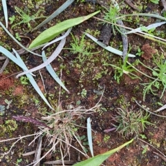 Ophioglossum lusitanicum at Gunderbooka, NSW - 26 Jun 2024 07:42 AM