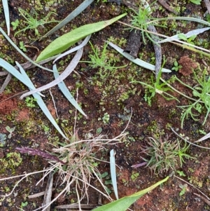 Ophioglossum lusitanicum at Gunderbooka, NSW - 26 Jun 2024 07:42 AM