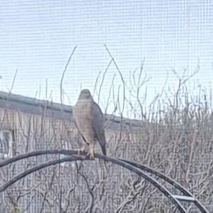 Accipiter cirrocephalus at Wright, ACT - 5 Aug 2024