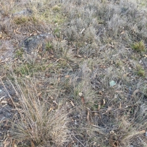 Vittadinia gracilis at Garran, ACT - 27 Jun 2024