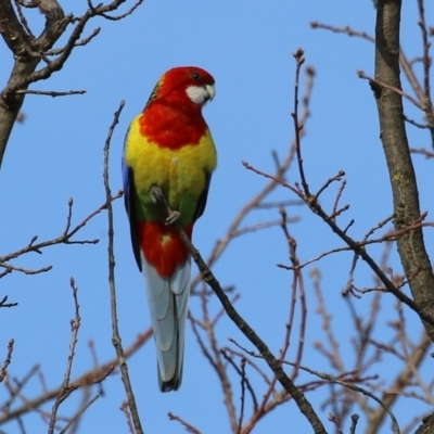 Platycercus eximius (Eastern Rosella) at Symonston, ACT - 4 Aug 2024 by RodDeb