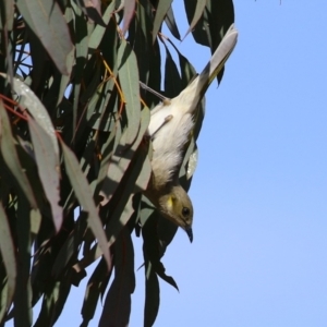 Ptilotula fusca at Symonston, ACT - 4 Aug 2024