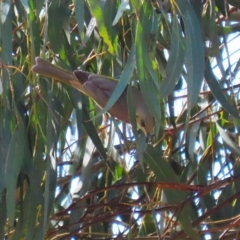 Ptilotula fusca at Symonston, ACT - 4 Aug 2024