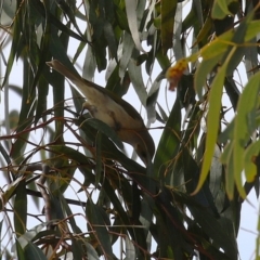 Ptilotula fusca at Symonston, ACT - 4 Aug 2024