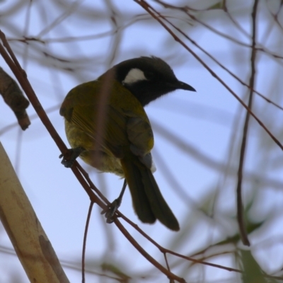 Nesoptilotis leucotis (White-eared Honeyeater) at Symonston, ACT - 4 Aug 2024 by RodDeb