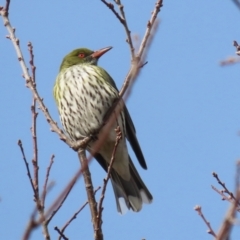 Oriolus sagittatus (Olive-backed Oriole) at Symonston, ACT - 4 Aug 2024 by RodDeb