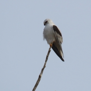 Elanus axillaris at Environa, NSW - 4 Aug 2024