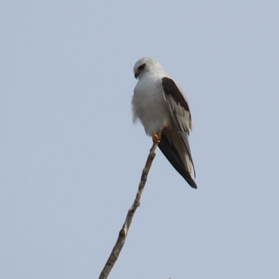 Elanus axillaris (Black-shouldered Kite) at Environa, NSW - 4 Aug 2024 by RodDeb