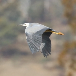 Egretta novaehollandiae at Environa, NSW - 4 Aug 2024 02:44 PM