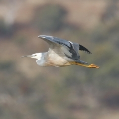 Egretta novaehollandiae at Environa, NSW - 4 Aug 2024 02:44 PM