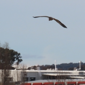 Egretta novaehollandiae at Environa, NSW - 4 Aug 2024 02:44 PM