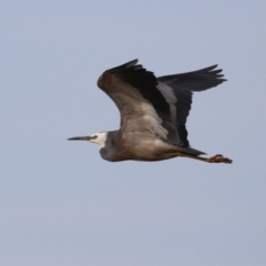 Egretta novaehollandiae at Environa, NSW - 4 Aug 2024 02:44 PM