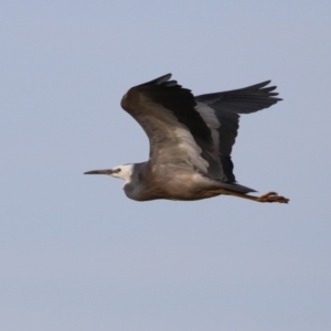 Egretta novaehollandiae at Environa, NSW - 4 Aug 2024