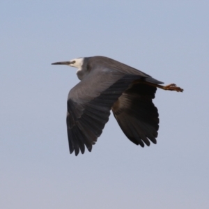 Egretta novaehollandiae at Environa, NSW - 4 Aug 2024 02:44 PM