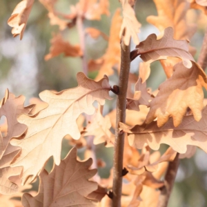 Quercus sp. at O'Connor, ACT - 5 Aug 2024