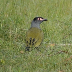 Sphecotheres vieilloti (Australasian Figbird) at Hawks Nest, NSW - 3 Aug 2024 by Anna123