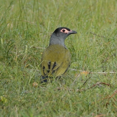 Sphecotheres vieilloti (Australasian Figbird) at Hawks Nest, NSW - 3 Aug 2024 by Anna123