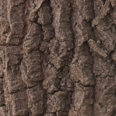 Fraxinus sp. (An Ash) at O'Connor, ACT - 5 Aug 2024 by ConBoekel