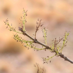 Fraxinus sp. at O'Connor, ACT - 5 Aug 2024