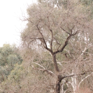 Fraxinus sp. at O'Connor, ACT - 5 Aug 2024