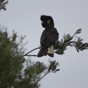Zanda funerea at Hawks Nest, NSW - 5 Aug 2024 10:20 AM