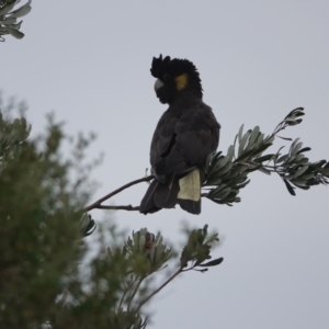 Zanda funerea at Hawks Nest, NSW - 5 Aug 2024