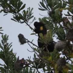 Zanda funerea at Hawks Nest, NSW - 5 Aug 2024