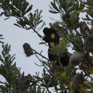 Zanda funerea at Hawks Nest, NSW - 5 Aug 2024