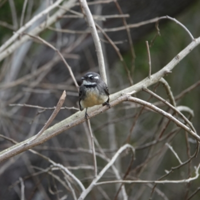 Rhipidura albiscapa (Grey Fantail) at Hawks Nest, NSW - 5 Aug 2024 by Anna123