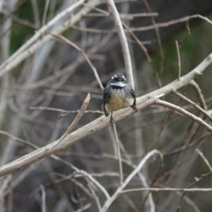 Rhipidura albiscapa at Hawks Nest, NSW - 5 Aug 2024 10:13 AM