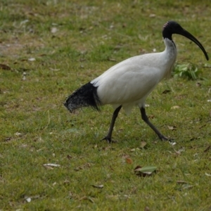 Threskiornis molucca at Hawks Nest, NSW - 5 Aug 2024