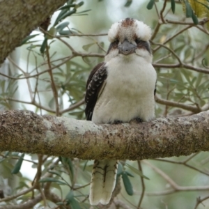 Dacelo novaeguineae at Hawks Nest, NSW - 5 Aug 2024