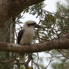 Dacelo novaeguineae at Hawks Nest, NSW - 5 Aug 2024